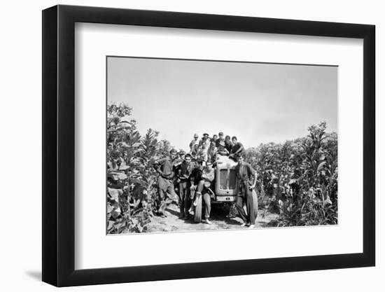 Boys on a Tractor on a Tobacco Field-Sergio del Grande-Framed Photographic Print