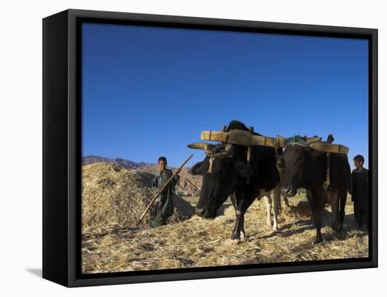 Boys Threshing with Oxen, Bamiyan, Bamiyan Province, Afghanistan-Jane Sweeney-Framed Stretched Canvas