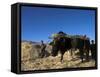 Boys Threshing with Oxen, Bamiyan, Bamiyan Province, Afghanistan-Jane Sweeney-Framed Stretched Canvas