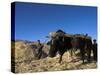 Boys Threshing with Oxen, Bamiyan, Bamiyan Province, Afghanistan-Jane Sweeney-Stretched Canvas