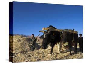 Boys Threshing with Oxen, Bamiyan, Bamiyan Province, Afghanistan-Jane Sweeney-Stretched Canvas