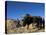 Boys Threshing with Oxen, Bamiyan, Bamiyan Province, Afghanistan-Jane Sweeney-Stretched Canvas