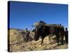 Boys Threshing with Oxen, Bamiyan, Bamiyan Province, Afghanistan-Jane Sweeney-Stretched Canvas