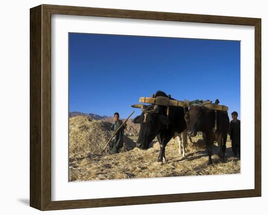 Boys Threshing with Oxen, Bamiyan, Bamiyan Province, Afghanistan-Jane Sweeney-Framed Photographic Print