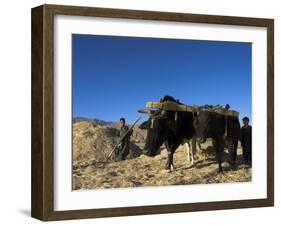 Boys Threshing with Oxen, Bamiyan, Bamiyan Province, Afghanistan-Jane Sweeney-Framed Photographic Print