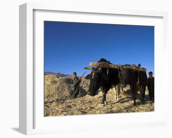 Boys Threshing with Oxen, Bamiyan, Bamiyan Province, Afghanistan-Jane Sweeney-Framed Photographic Print