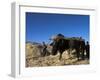 Boys Threshing with Oxen, Bamiyan, Bamiyan Province, Afghanistan-Jane Sweeney-Framed Photographic Print