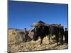 Boys Threshing with Oxen, Bamiyan, Bamiyan Province, Afghanistan-Jane Sweeney-Mounted Photographic Print