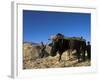 Boys Threshing with Oxen, Bamiyan, Bamiyan Province, Afghanistan-Jane Sweeney-Framed Photographic Print