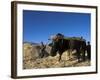 Boys Threshing with Oxen, Bamiyan, Bamiyan Province, Afghanistan-Jane Sweeney-Framed Photographic Print