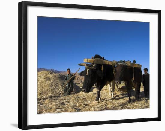 Boys Threshing with Oxen, Bamiyan, Bamiyan Province, Afghanistan-Jane Sweeney-Framed Photographic Print