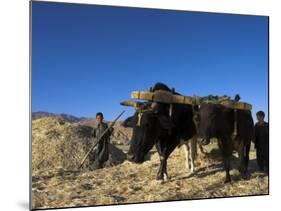 Boys Threshing with Oxen, Bamiyan, Bamiyan Province, Afghanistan-Jane Sweeney-Mounted Photographic Print