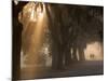 Boys Walking in Early Morning Fog at Bethesda, Savannah, Georgia, USA-Joanne Wells-Mounted Photographic Print