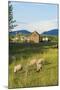 Bozeman, Montana, View of Sheep and Barn in Beautiful Green Fields-Bill Bachmann-Mounted Photographic Print