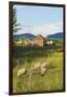 Bozeman, Montana, View of Sheep and Barn in Beautiful Green Fields-Bill Bachmann-Framed Photographic Print
