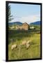 Bozeman, Montana, View of Sheep and Barn in Beautiful Green Fields-Bill Bachmann-Framed Photographic Print