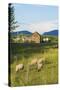 Bozeman, Montana, View of Sheep and Barn in Beautiful Green Fields-Bill Bachmann-Stretched Canvas