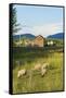 Bozeman, Montana, View of Sheep and Barn in Beautiful Green Fields-Bill Bachmann-Framed Stretched Canvas