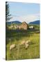 Bozeman, Montana, View of Sheep and Barn in Beautiful Green Fields-Bill Bachmann-Stretched Canvas