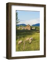 Bozeman, Montana, View of Sheep and Barn in Beautiful Green Fields-Bill Bachmann-Framed Photographic Print