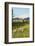 Bozeman, Montana, View of Sheep and Barn in Beautiful Green Fields-Bill Bachmann-Framed Photographic Print