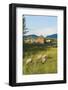 Bozeman, Montana, View of Sheep and Barn in Beautiful Green Fields-Bill Bachmann-Framed Photographic Print