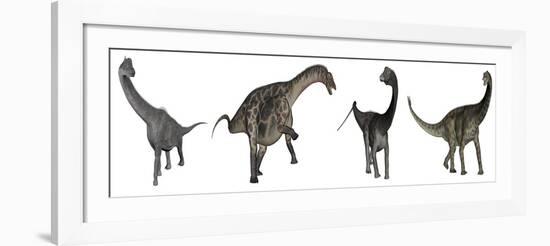 Brachiosaurus, Dicraeosaurus, Diplodocus and Spinophorosaurus-Stocktrek Images-Framed Art Print