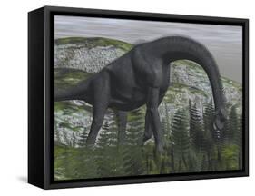 Brachiosaurus Dinosaur Eating Fern Plants on the Ground-Stocktrek Images-Framed Stretched Canvas