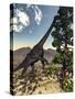 Brachiosaurus Dinosaur Grazing on a Wollemia Pine Tree-Stocktrek Images-Stretched Canvas
