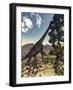 Brachiosaurus Dinosaur Grazing on a Wollemia Pine Tree-Stocktrek Images-Framed Art Print