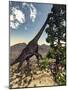 Brachiosaurus Dinosaur Grazing on a Wollemia Pine Tree-Stocktrek Images-Mounted Art Print