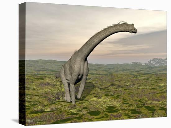 Brachiosaurus Dinosaur Walking in Grassy Landscape-null-Stretched Canvas