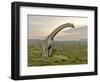 Brachiosaurus Dinosaur Walking in Grassy Landscape-null-Framed Art Print