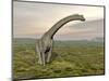 Brachiosaurus Dinosaur Walking in Grassy Landscape-null-Mounted Art Print