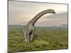 Brachiosaurus Dinosaur Walking in Grassy Landscape-null-Mounted Art Print