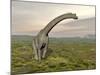 Brachiosaurus Dinosaur Walking in Grassy Landscape-null-Mounted Art Print