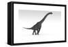 Brachiosaurus Dinosaur, White Background-null-Framed Stretched Canvas