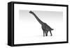 Brachiosaurus Dinosaur, White Background-null-Framed Stretched Canvas