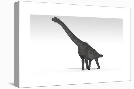 Brachiosaurus Dinosaur, White Background-null-Stretched Canvas