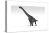 Brachiosaurus Dinosaur, White Background-null-Stretched Canvas