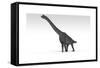 Brachiosaurus Dinosaur, White Background-null-Framed Stretched Canvas