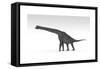 Brachiosaurus Dinosaur, White Background-null-Framed Stretched Canvas