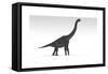 Brachiosaurus Dinosaur, White Background-null-Framed Stretched Canvas