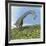 Brachiosaurus Dinosaur-null-Framed Art Print