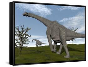 Brachiosaurus Dinosaurs Walking in an Open Field-null-Framed Stretched Canvas