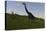 Brachiosaurus Grazing in a Grassy Field-null-Stretched Canvas