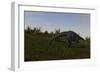 Brachiosaurus Grazing in a Grassy Field-null-Framed Art Print