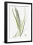 Brachypodium Pinnatum Barren False-Brome-Grass-null-Framed Giclee Print