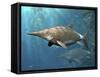 Brachypterygius Is an Extinct Ichthyosaur from the Late Jurassic of England.-Stocktrek Images-Framed Stretched Canvas