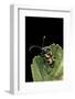 Brachyta Borni (Long-Horned Beetle)-Paul Starosta-Framed Photographic Print